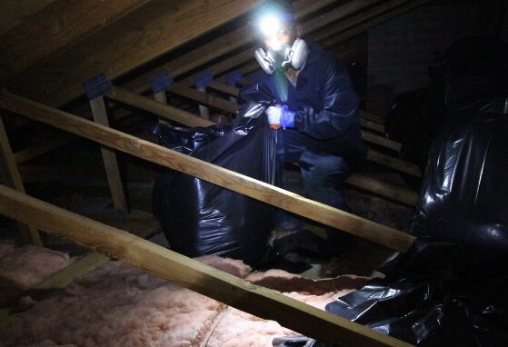 attic cleanup